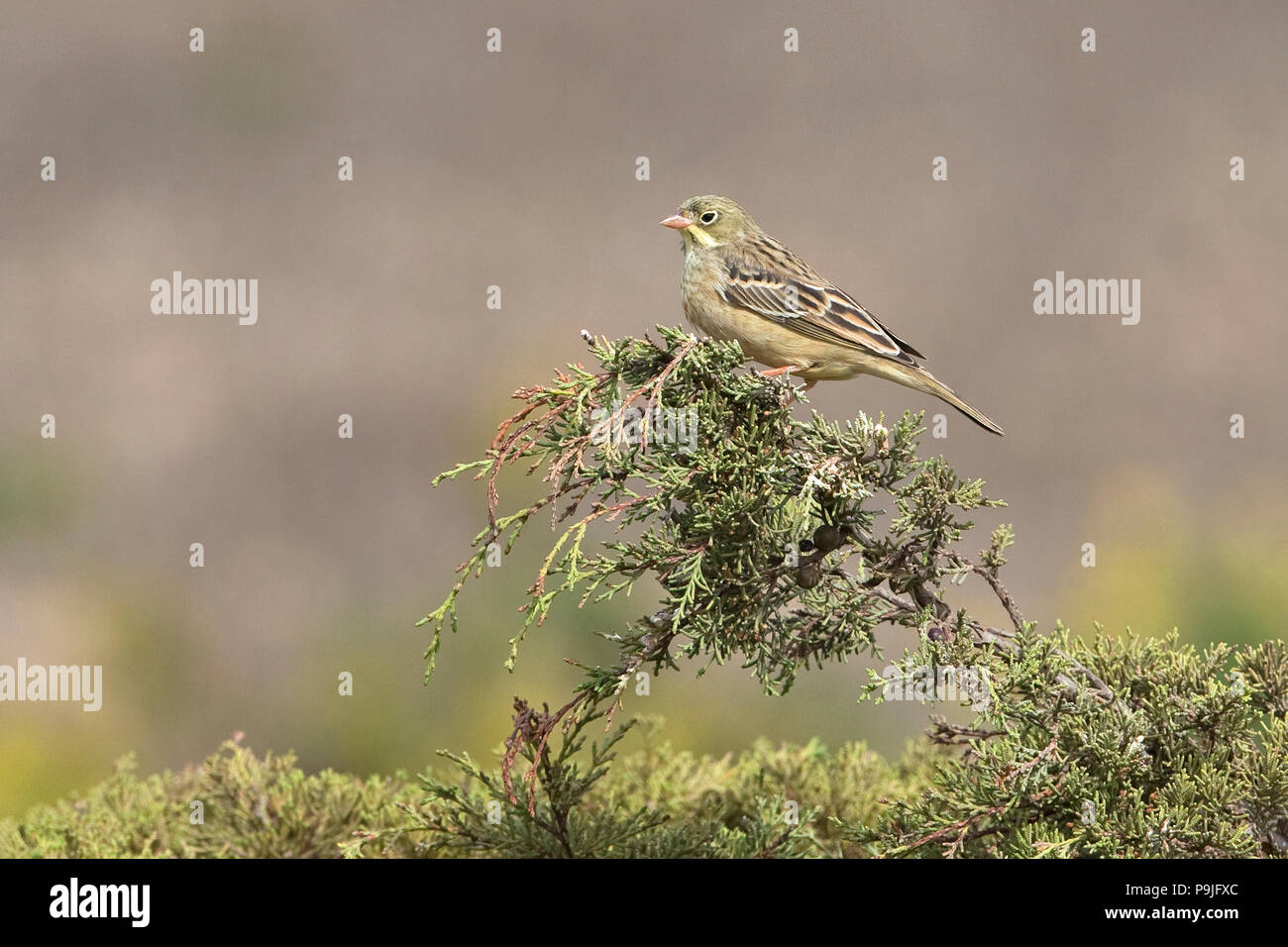 Ortolan Bunting (Emberiza hortulana) Stock Photo