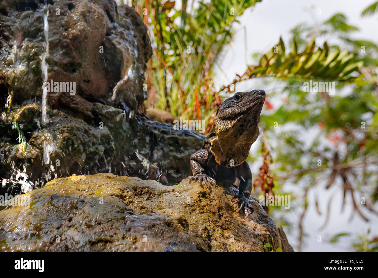 A large lizard sitting on a rock cliff Stock Photo