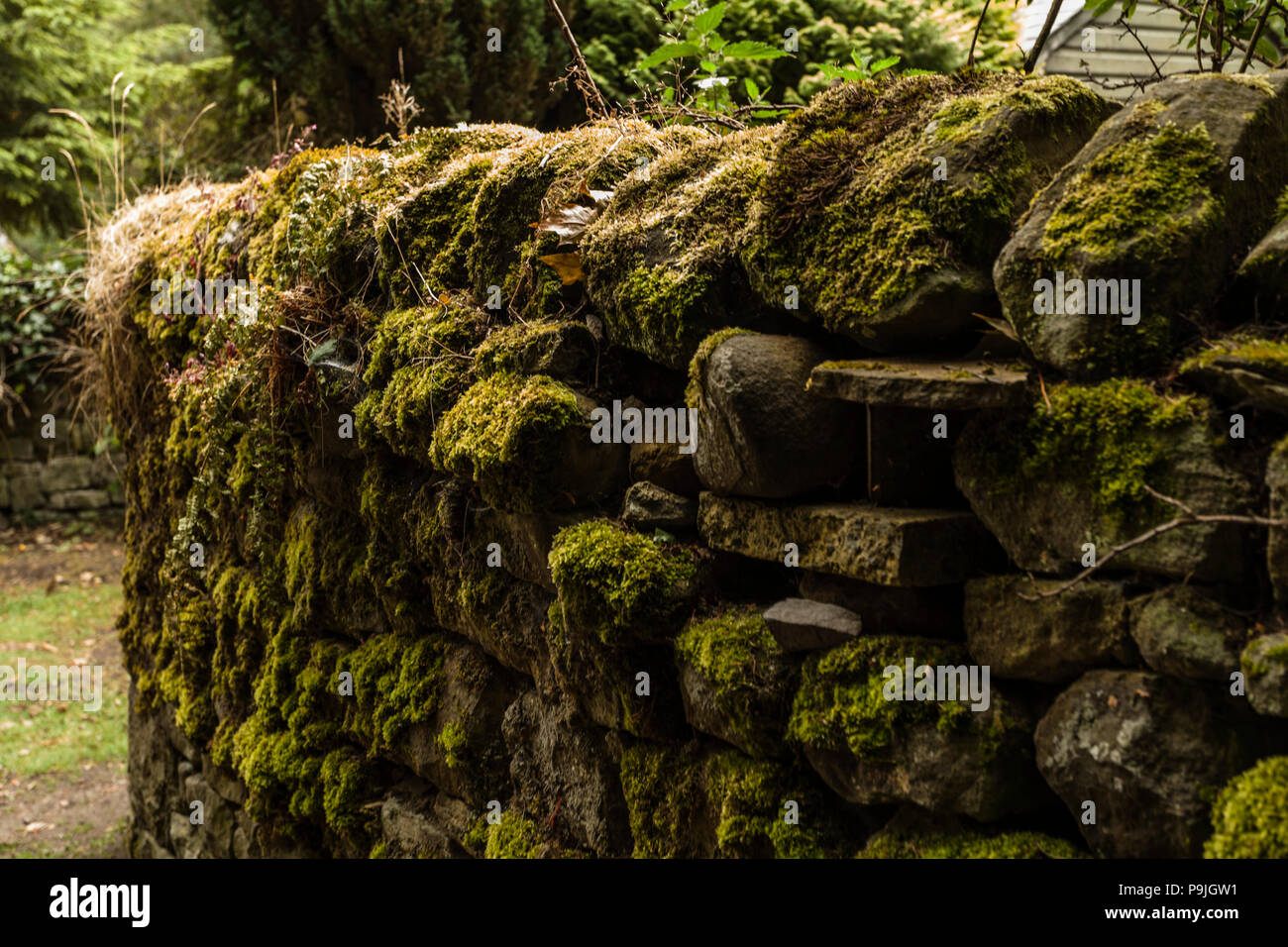 All stone wall covered in moss hi-res stock photography and images - Alamy