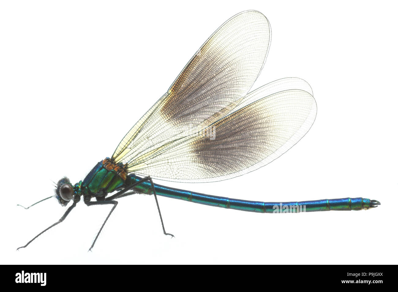 A male banded demoiselle fly, Calopteryx splendens, photographed against a white background. Dorset England UK GB Stock Photo