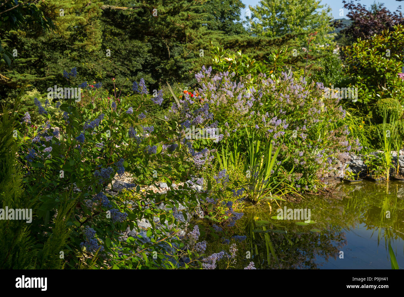 Garden pond with fishing line strung above to deter herons, surrounded by Ceanothus x delileanus 'Gloire de Versailles' Stock Photo