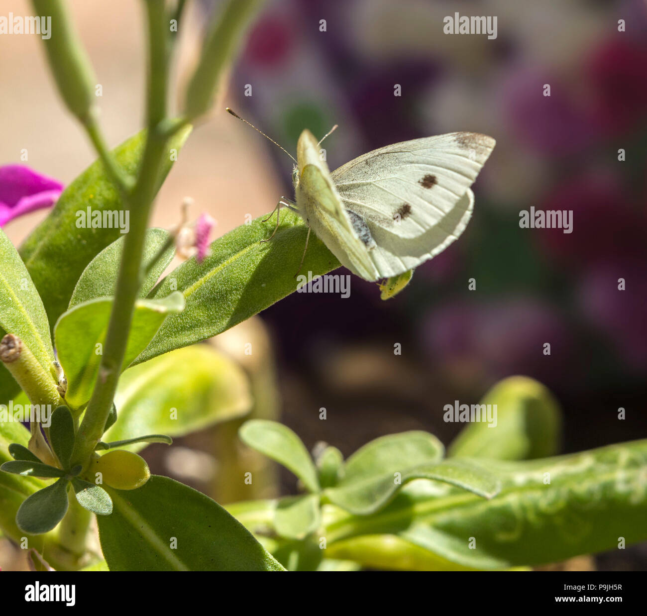 Small white (cabbage white) butterfly on stocks (Matthiola incana) in a garden. Stock Photo