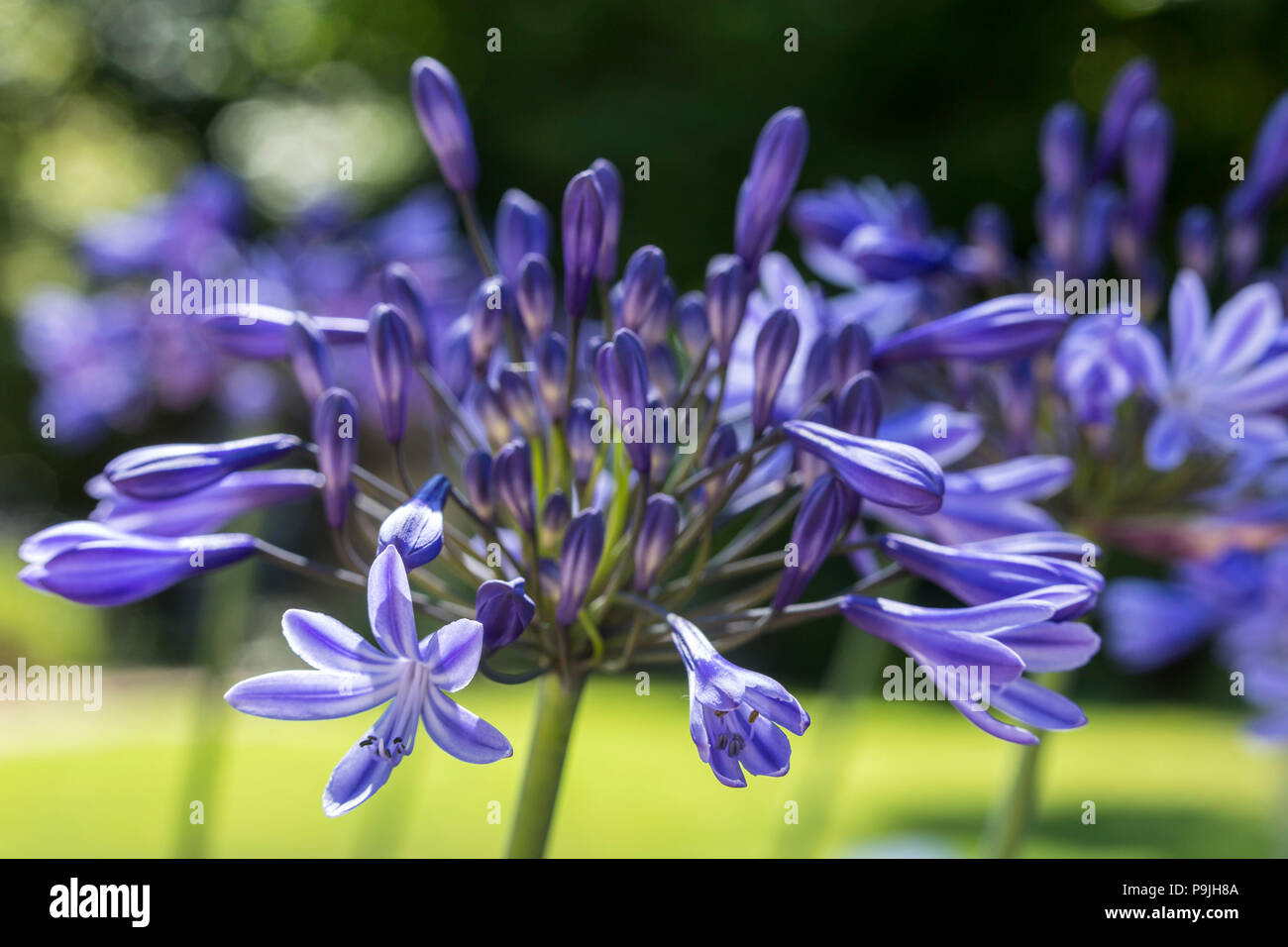 Agapanthus Northern Star, blue flowers. Stock Photo