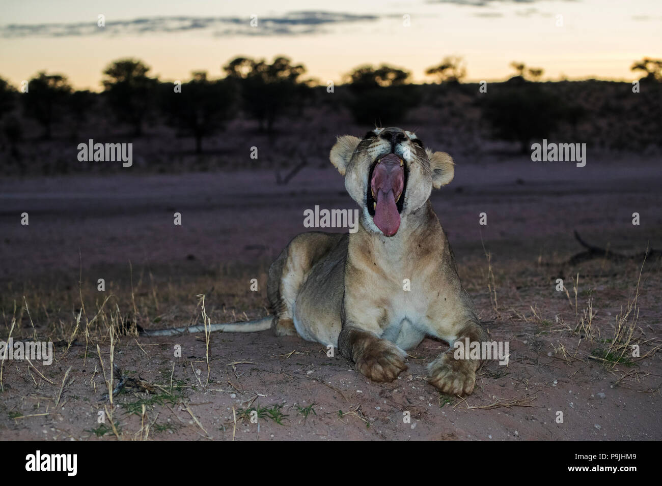 Lion (Panthera leo) yawning, Kgalagadi Transfrontier Park, South Africa, Stock Photo