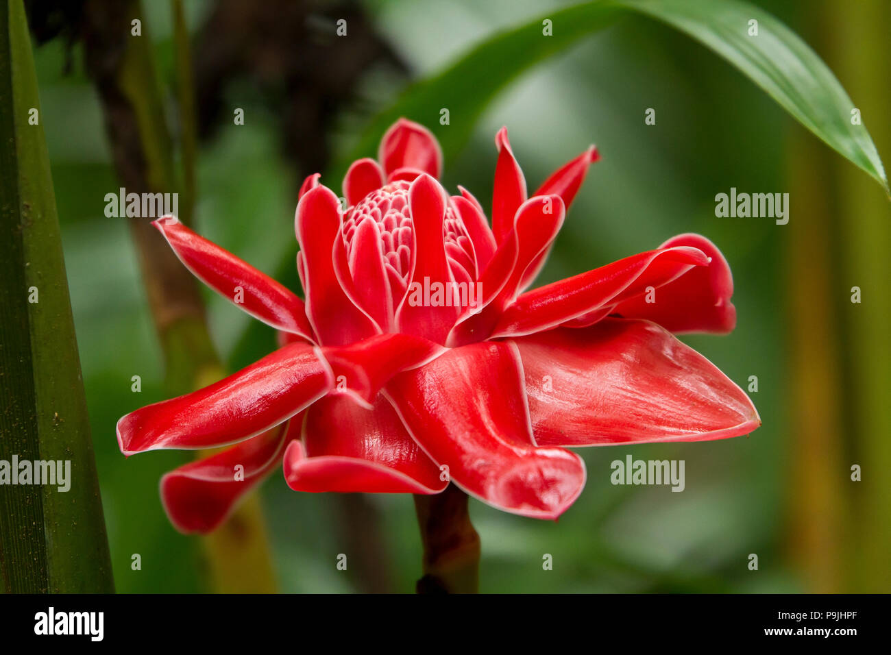 Red flower of Torch Ginger (Etlingera elatior), Chiang Dao, Thailand Stock Photo