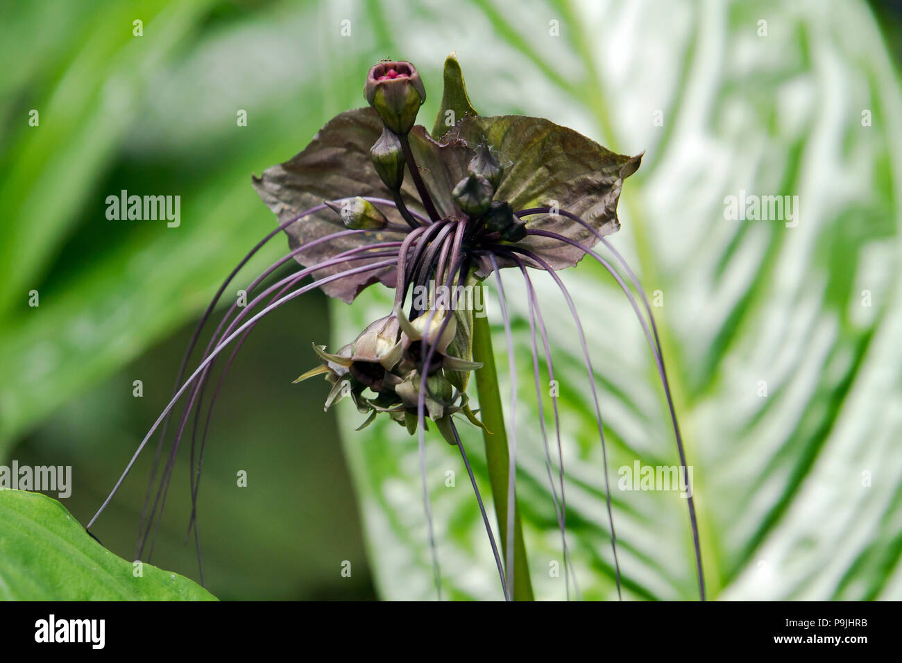Rare Black Tiger Orchid (Oncidium), Chiang Dao, Thailand Stock Photo