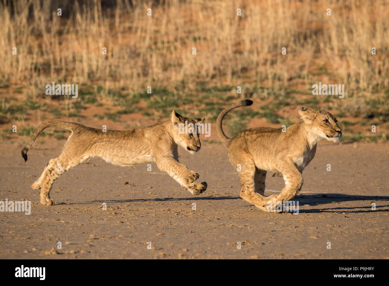Lion cub play hi-res stock photography and images - Alamy