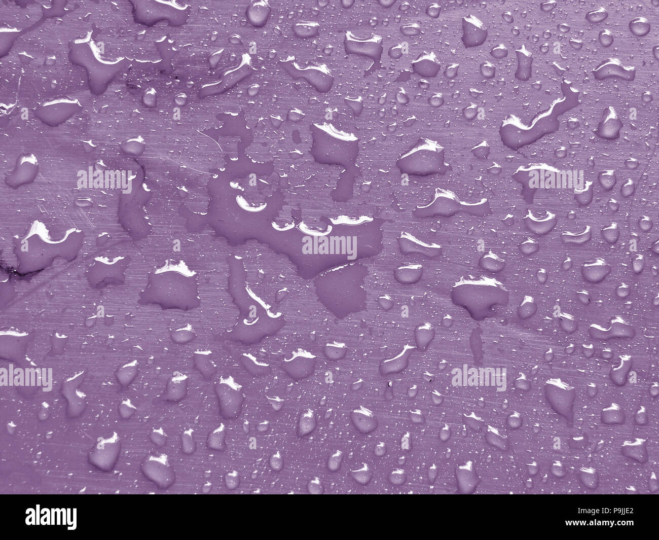 water drops on crocus petal colored metallic surface Stock Photo