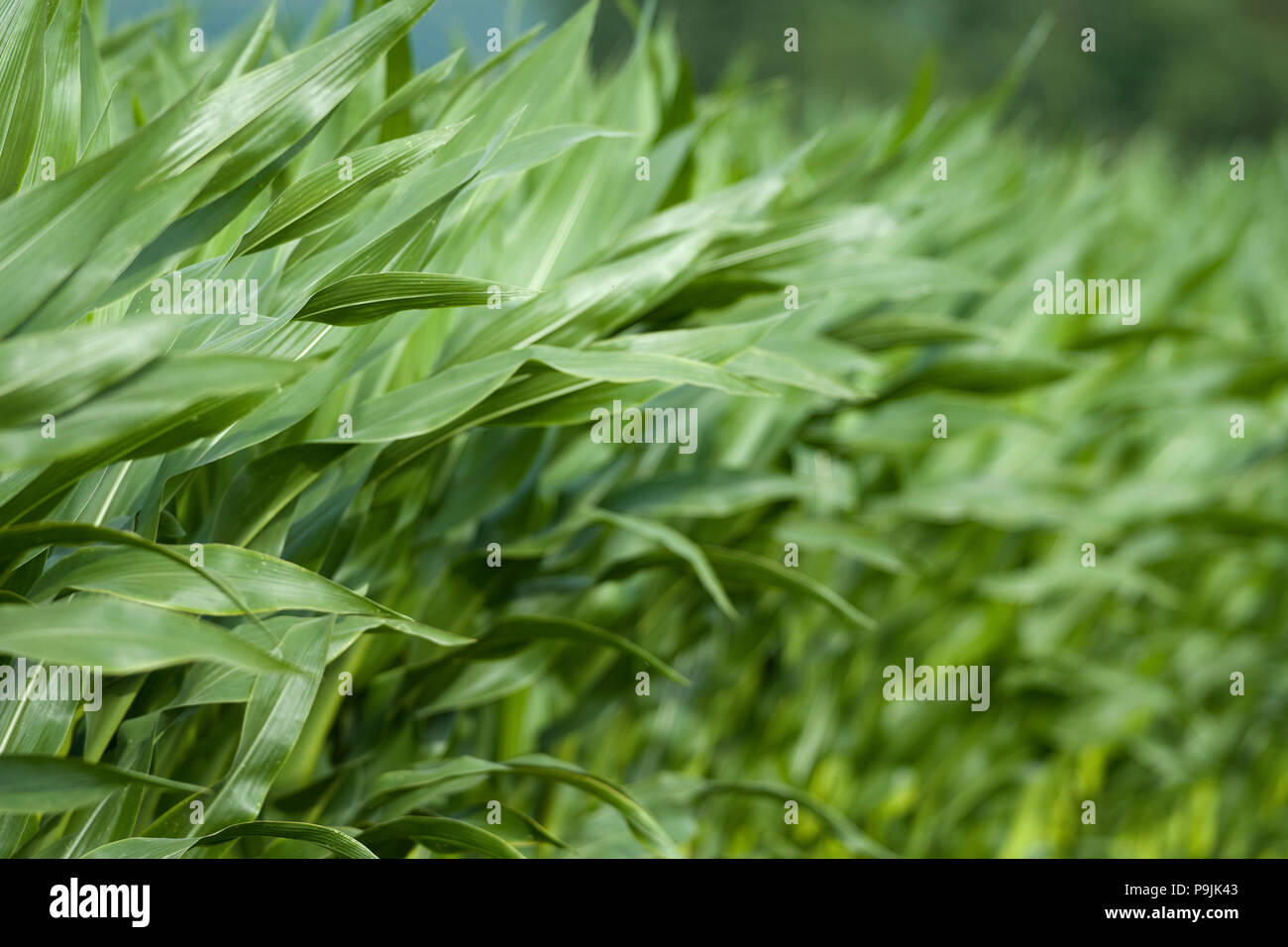 Leaves on growing maize in Lexos, part of the commune of Summer, Stock Photo