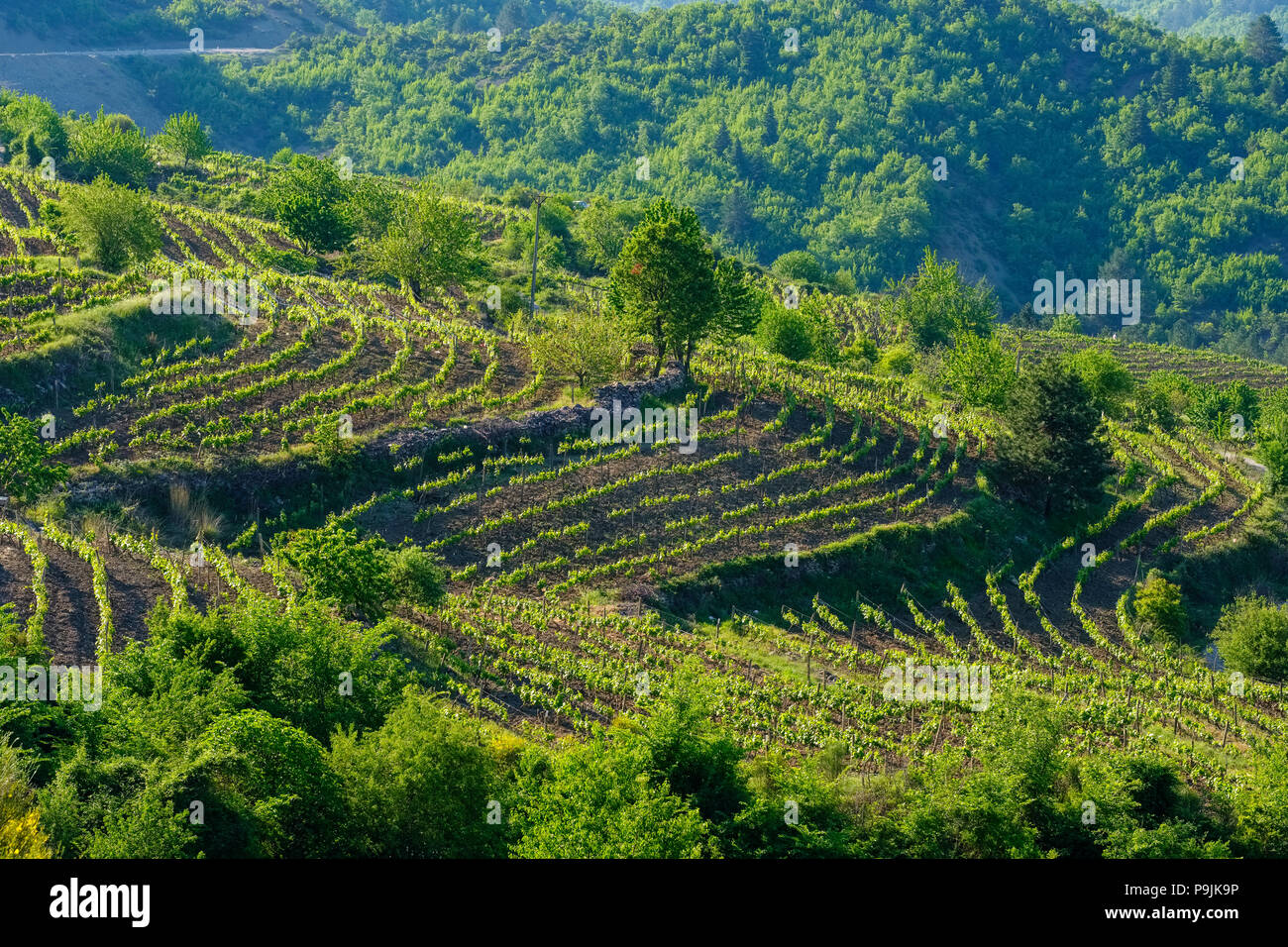 Vineyards near Leskovik, Kolonja, Korça region, Korca, Albania Stock Photo