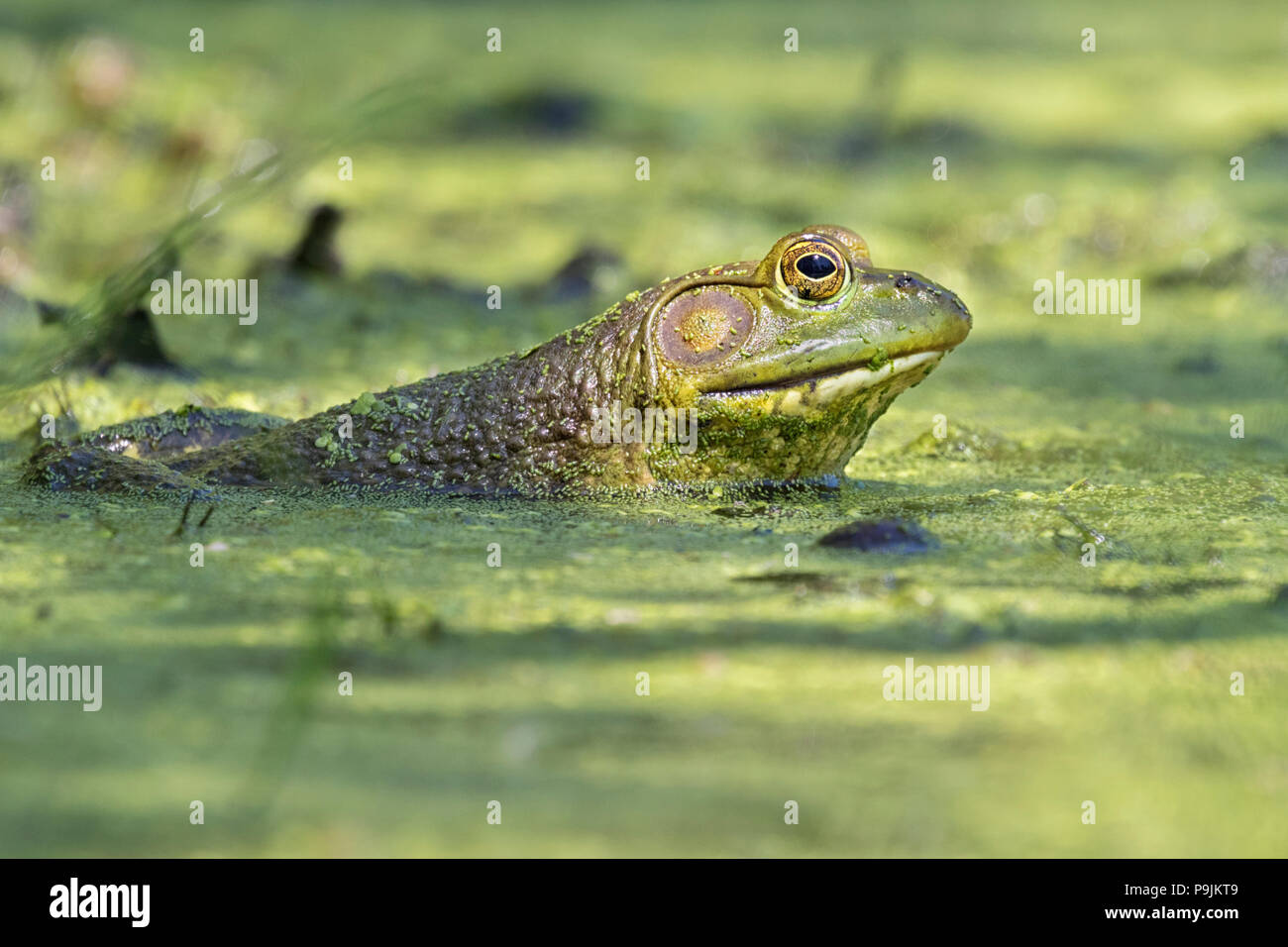 Huge American Bullfrog Sitting In Pond Stock Photo