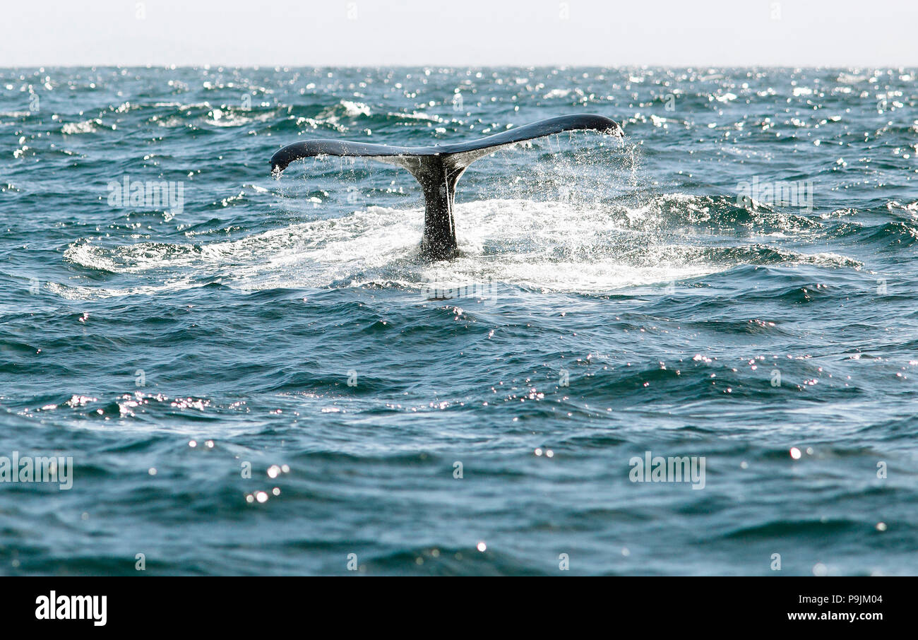 Tail of the whale hi-res stock photography and images - Alamy