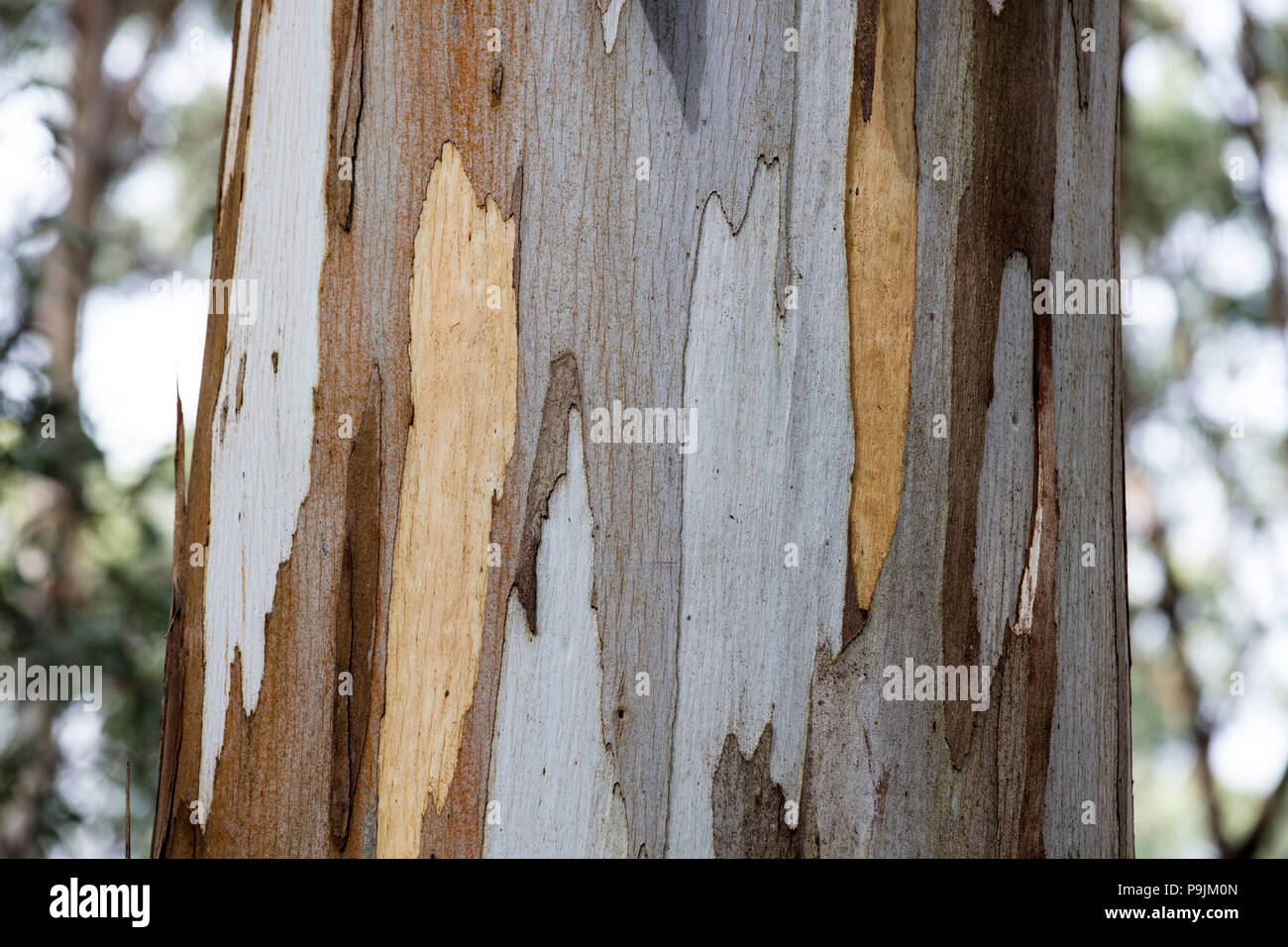 Detail, bark of eucalyptus tree (Eucalyptus), Australia Stock Photo