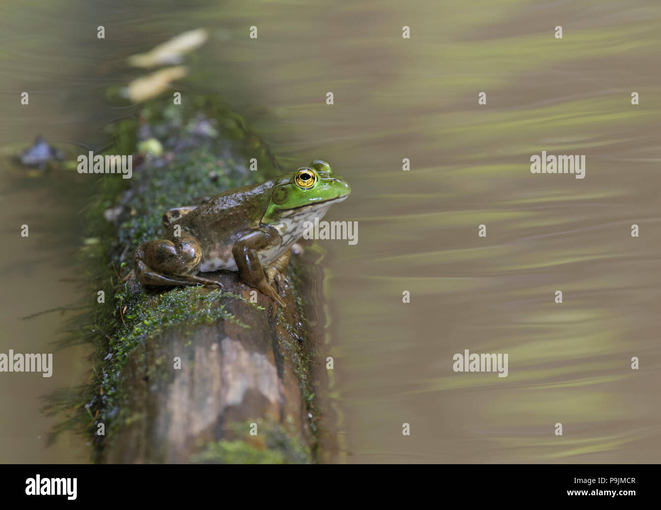 American bullfrog Stock Photo