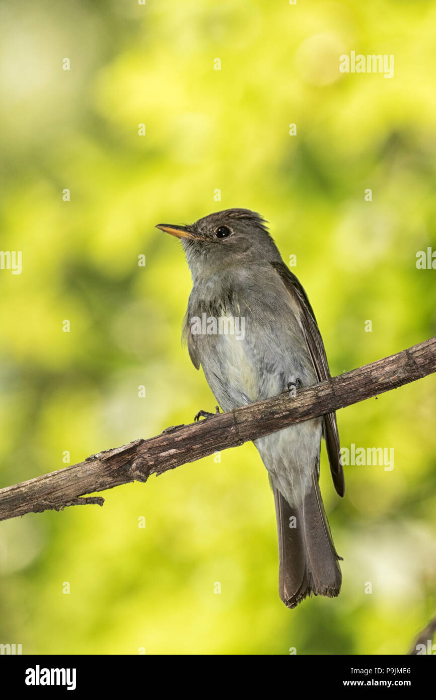 Eastern Wood-Pewee perched on the tree branch Stock Photo - Alamy