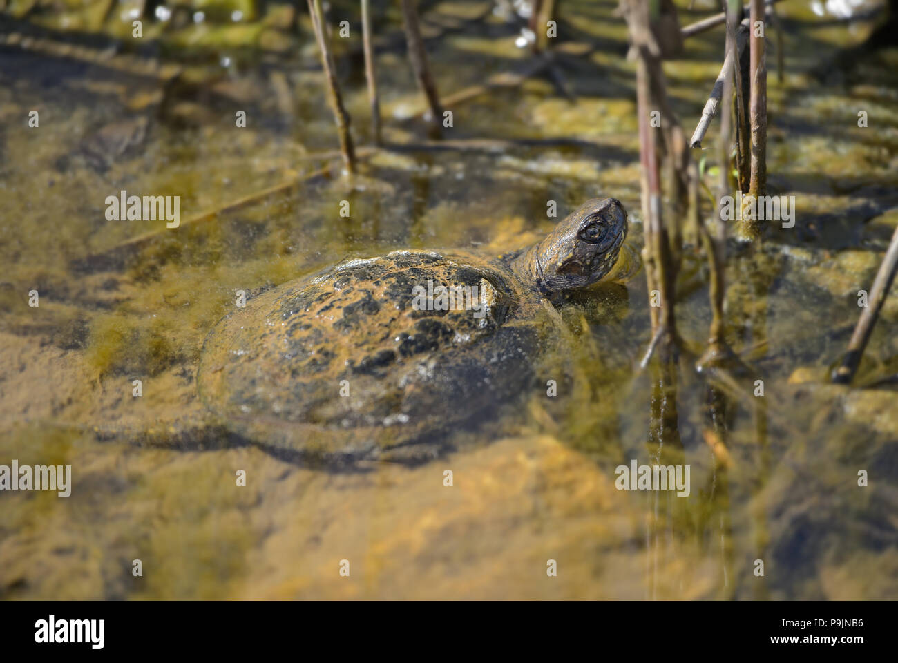 European Pond Turtle - Emys orbicularis, beautiful endangered turle ...