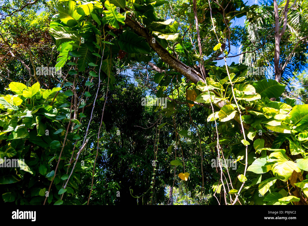 Lush green tropical plants close Stock Photo - Alamy