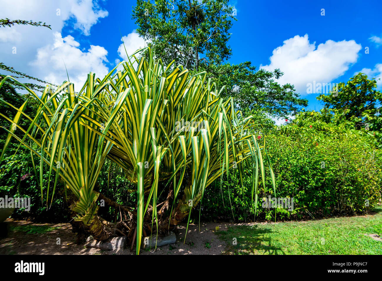 Lush green tropical plants close Stock Photo - Alamy