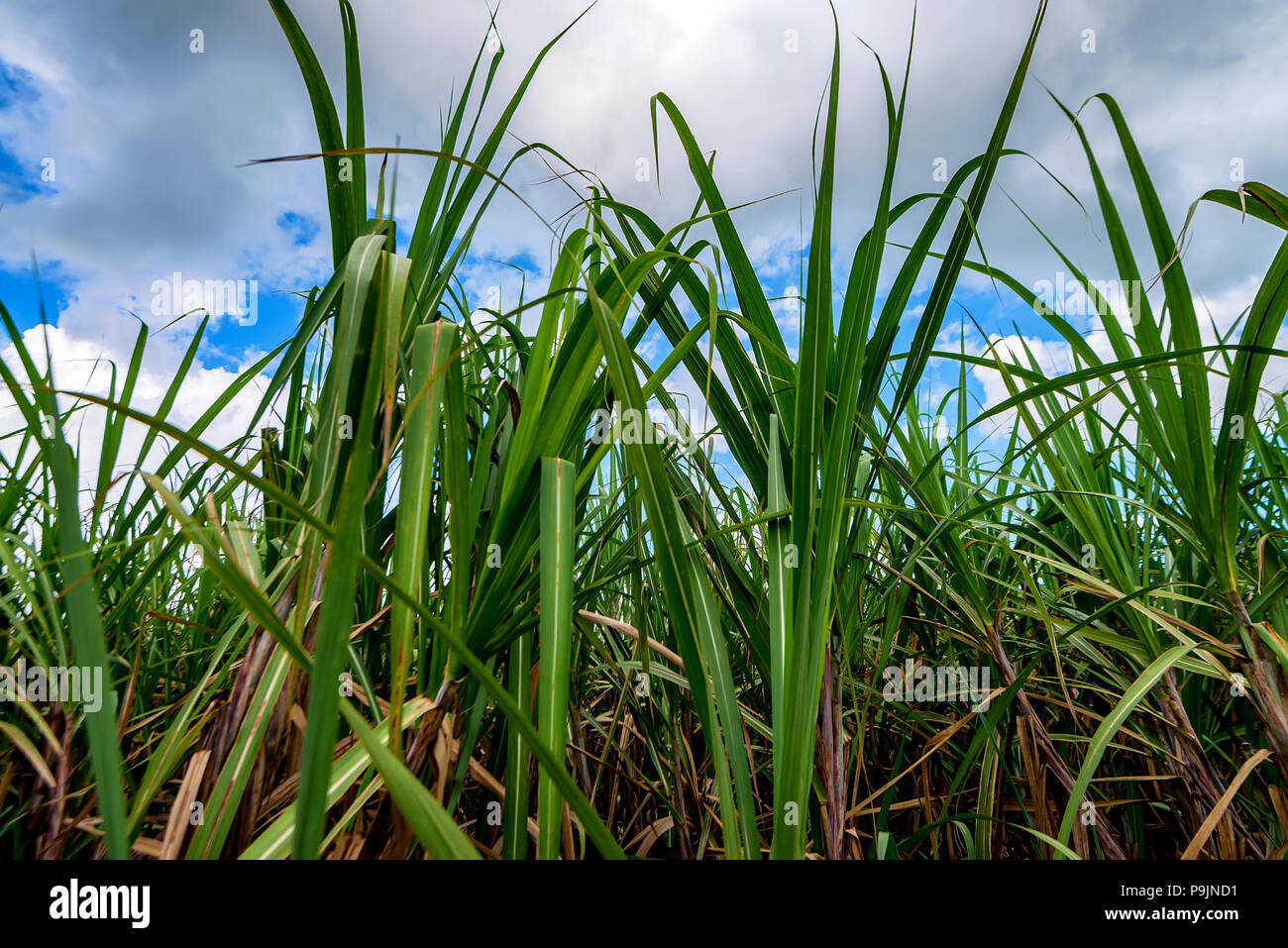 Plantation of sugar cane Stock Photo Alamy