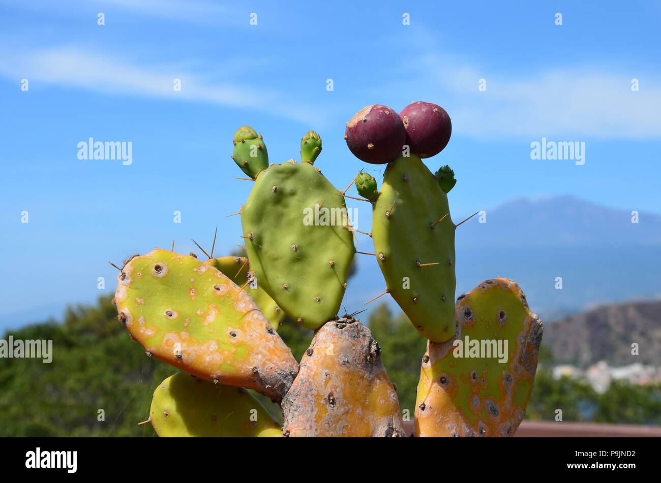 Prickly pear plant with Etna volcano on horizon, Sicily, Taormina, natural, landscape, lava, summer, vacation, natural environment, fruits Stock Photo