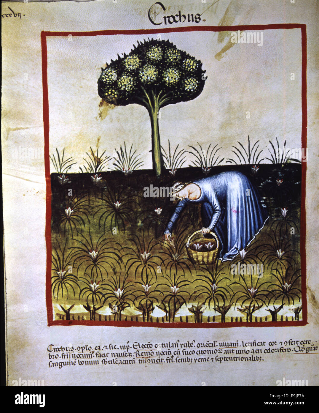 Collection of saffron, miniature in the 'Tacuinum sanitatis', illuminated manuscript of the late … Stock Photo
