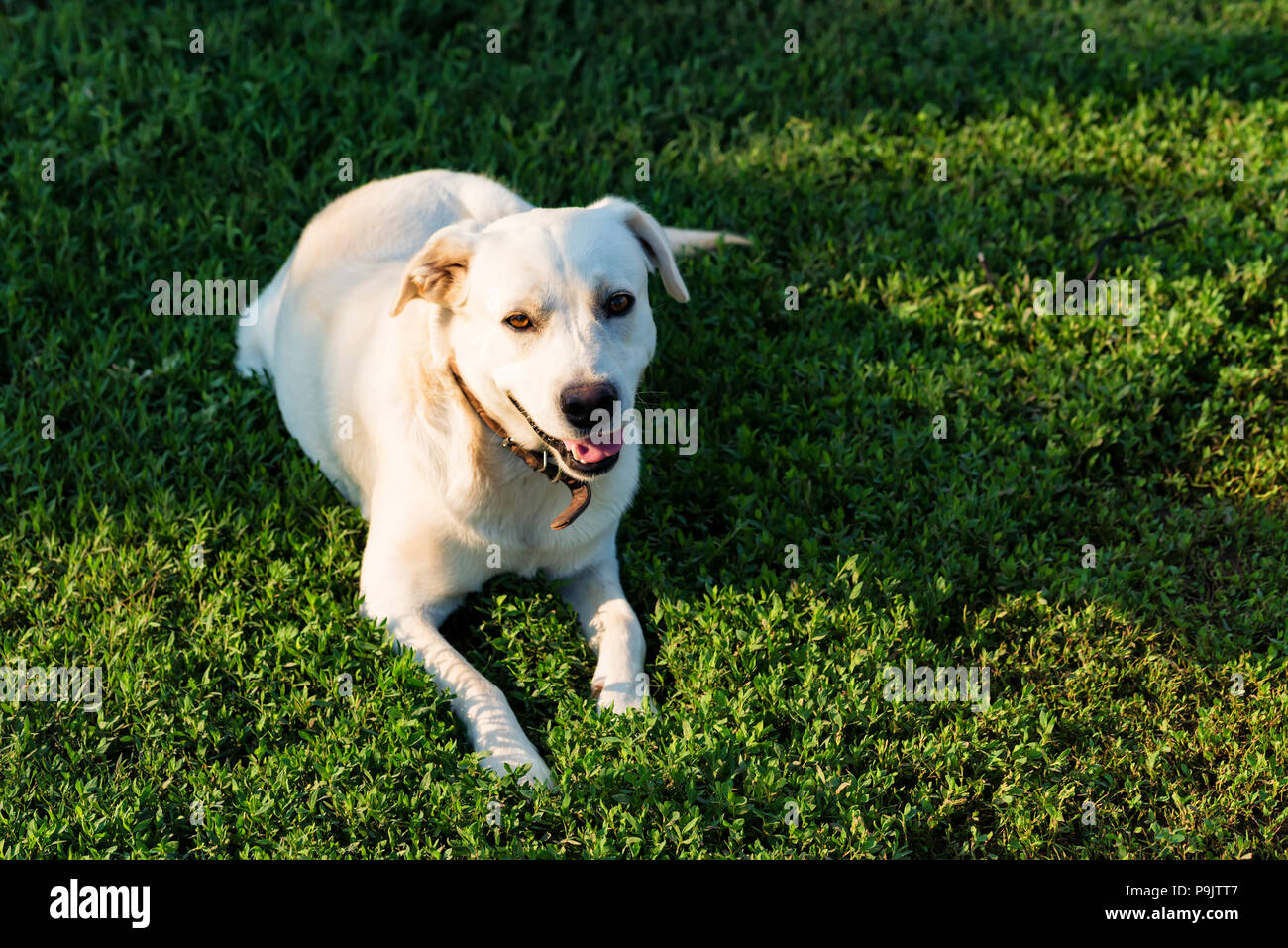 Labrador retriever lies on grass Stock Photo