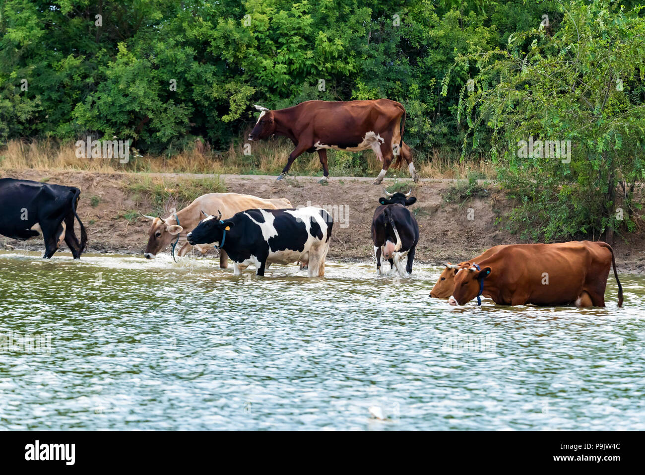 Cows drink water from river Stock Photo Alamy