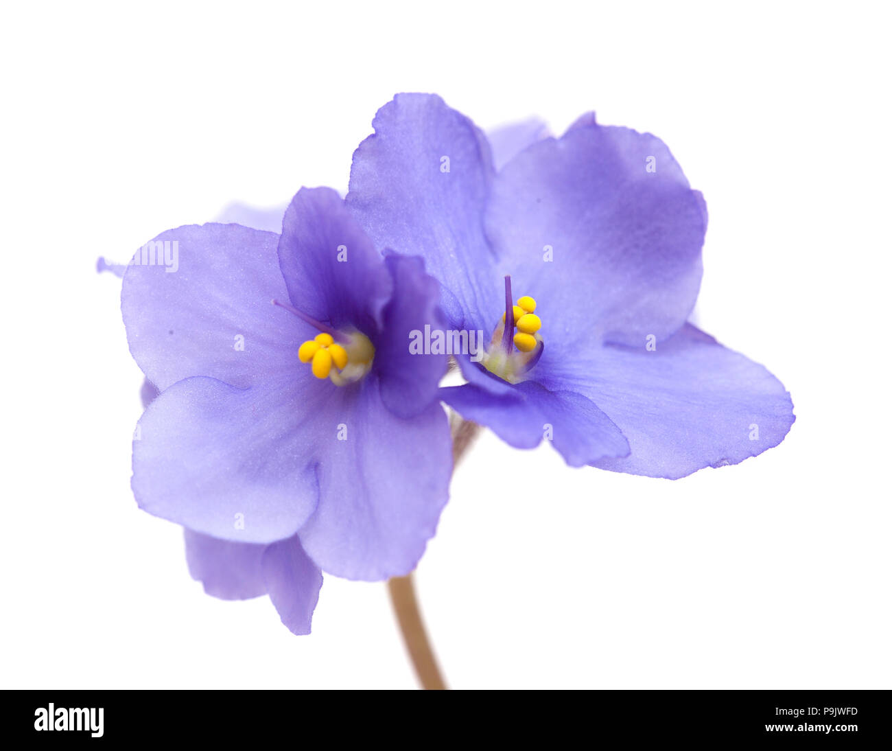 Beautiful Blue African Violet Isolated On White Background Stock Photo Alamy