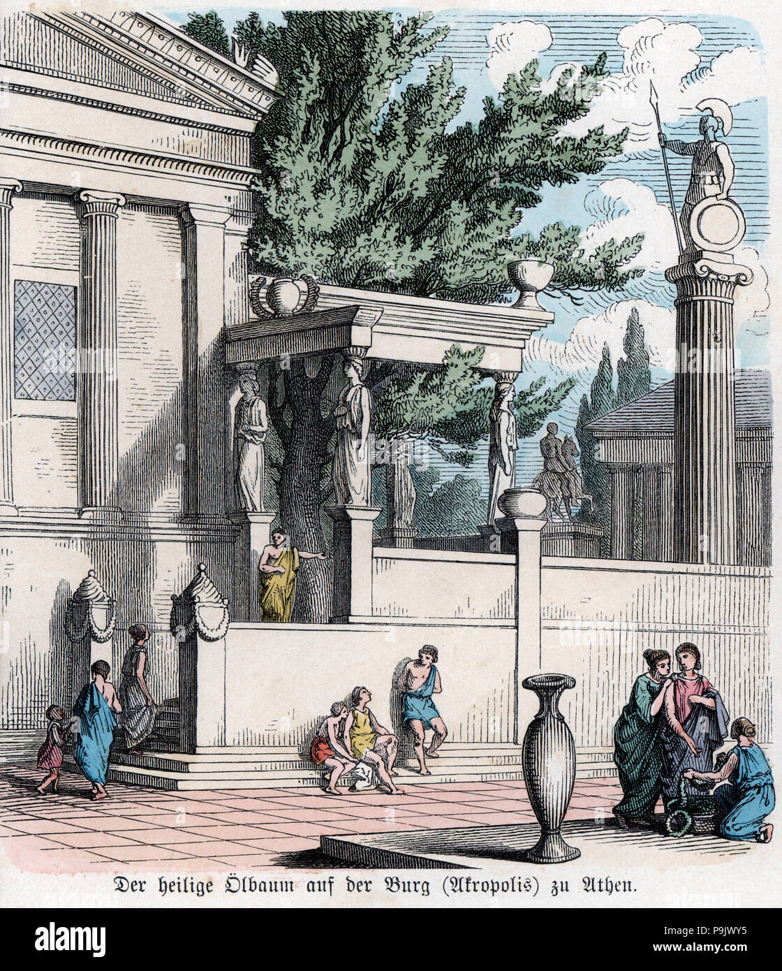 Ancient History. Greece. The sacred olive tree on the Acropolis of