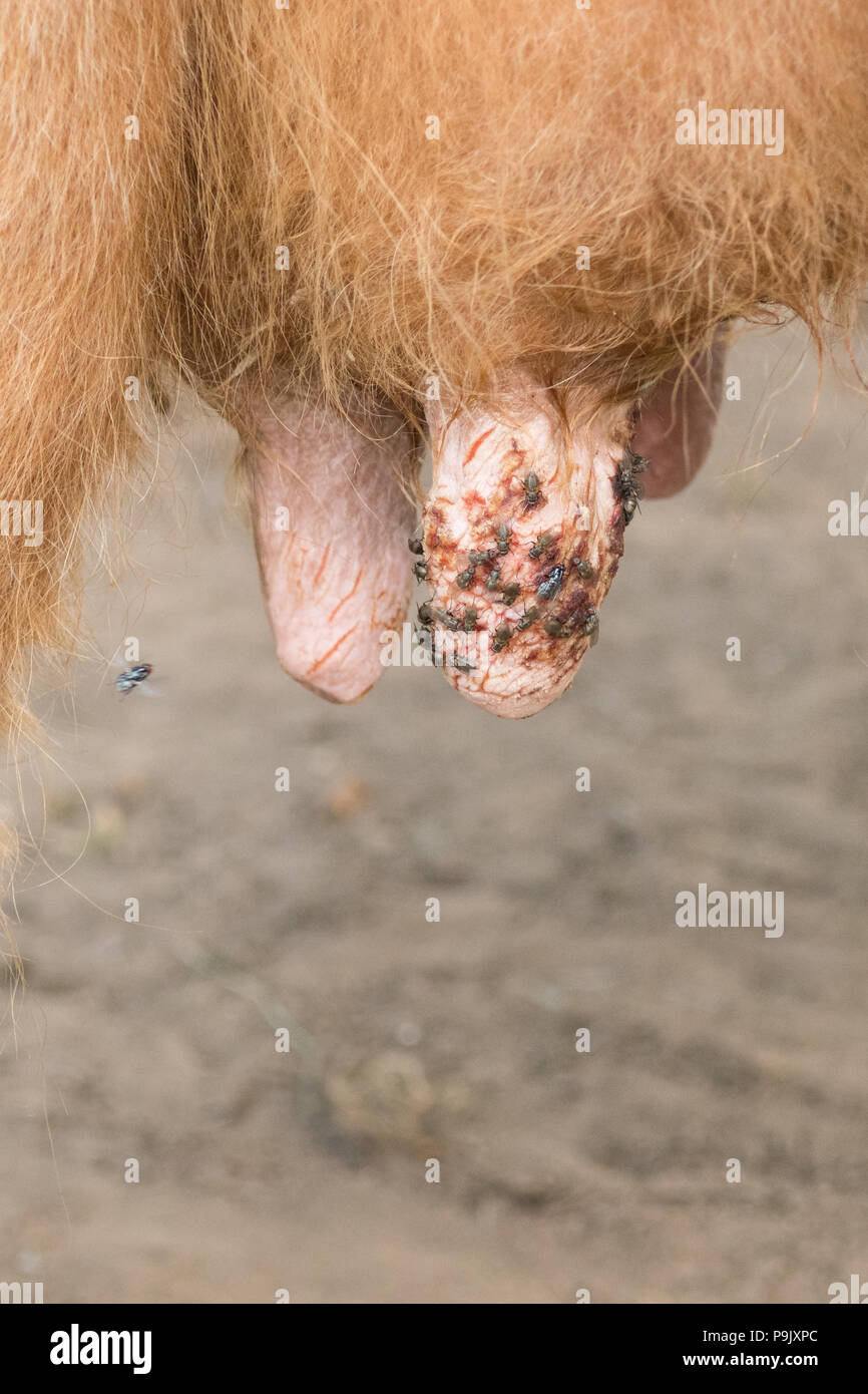 teat lesions - cracked cow teats on highland cow Stock Photo
