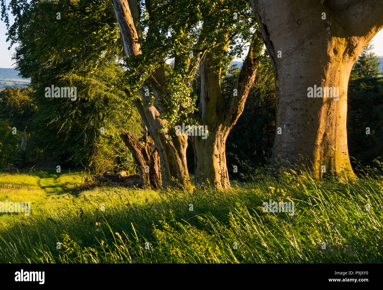 Linley Beeches Evening light on the ancient avenue of beech trees on Linley Hill ...