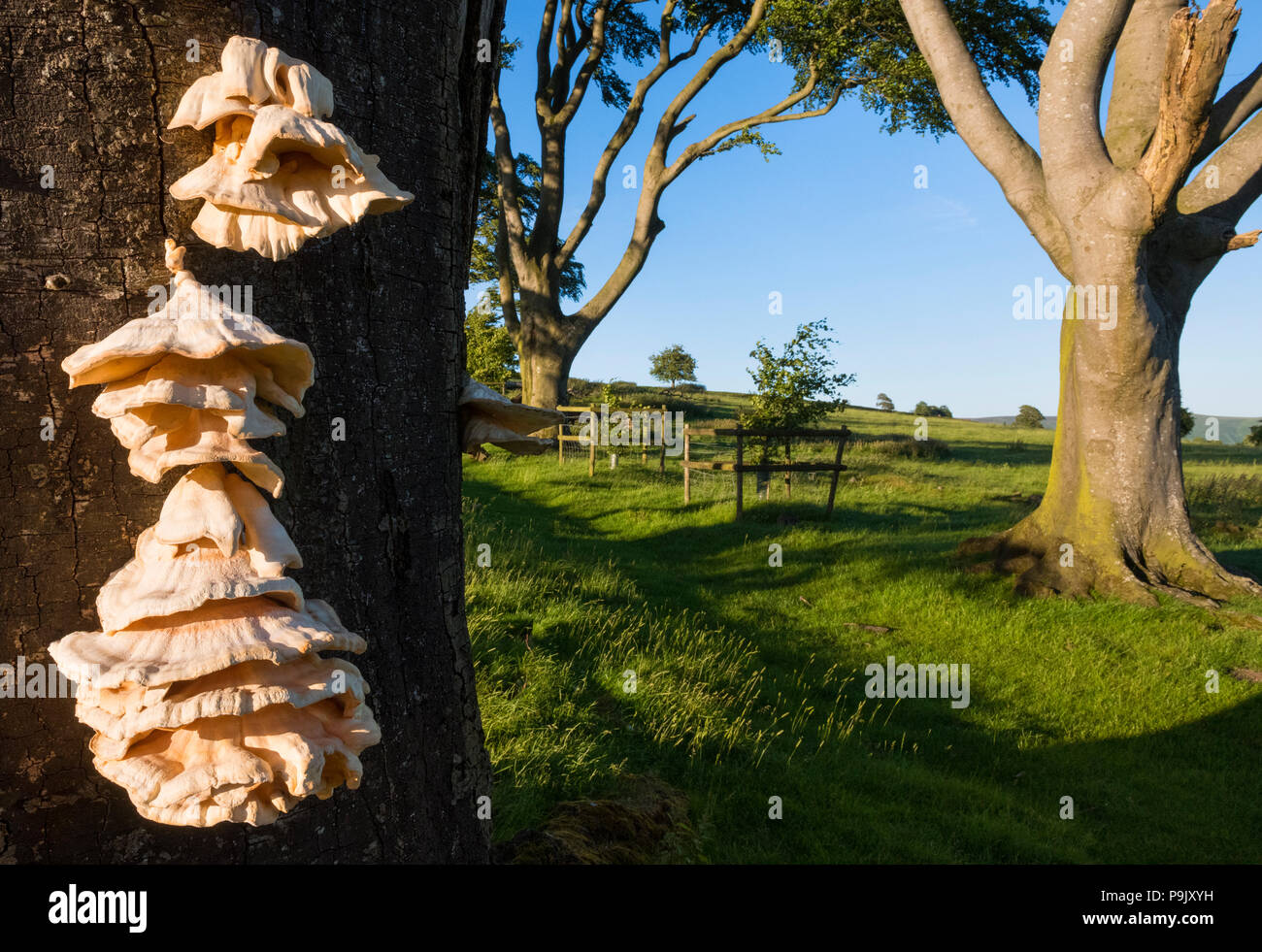 Linley Beeches Linley Shropshire High Resolution Stock Photography and Images - Alamy