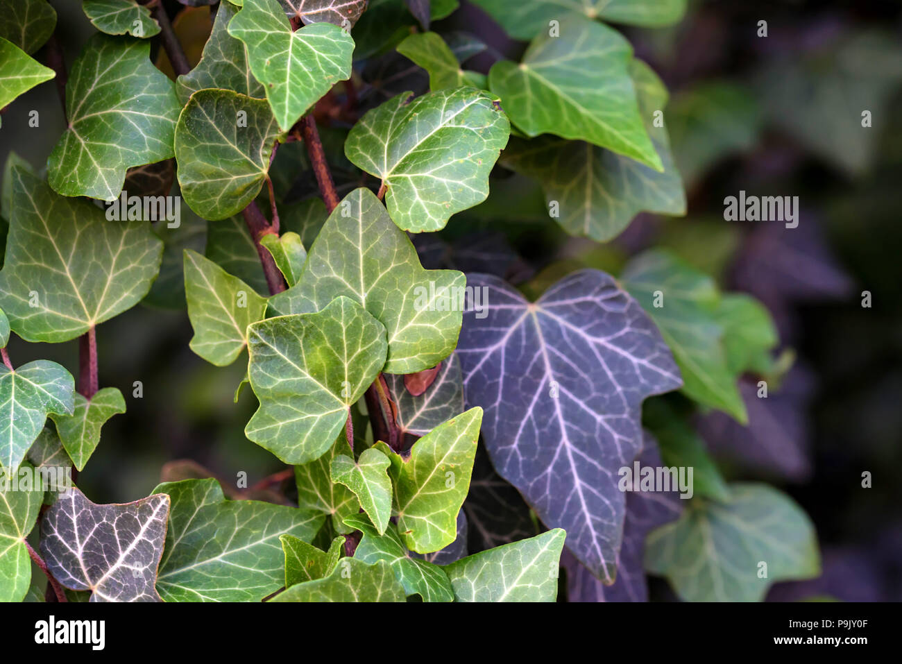Common Ivy or Hedera helix Stock Photo