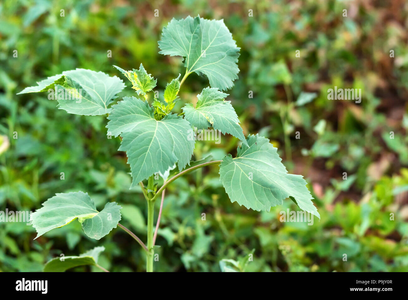 Giant sumpweed or Cyclachaena xanthiifolia close Stock Photo
