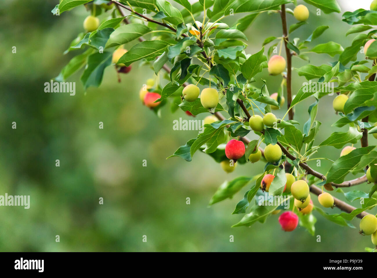 Ripening Chinese apple or Malus prunifolia Stock Photo