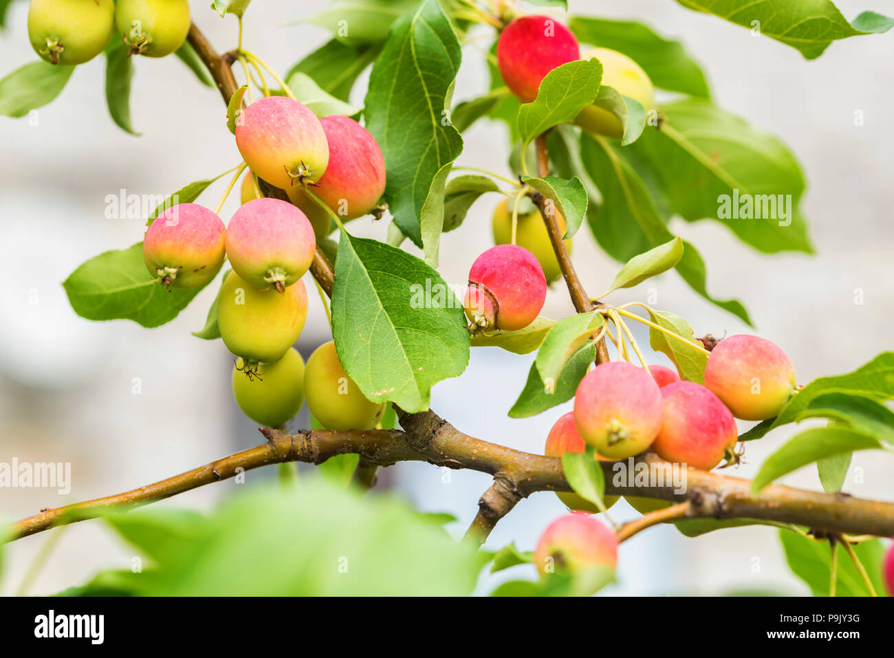 Ripening Chinese apple or Malus prunifolia Stock Photo