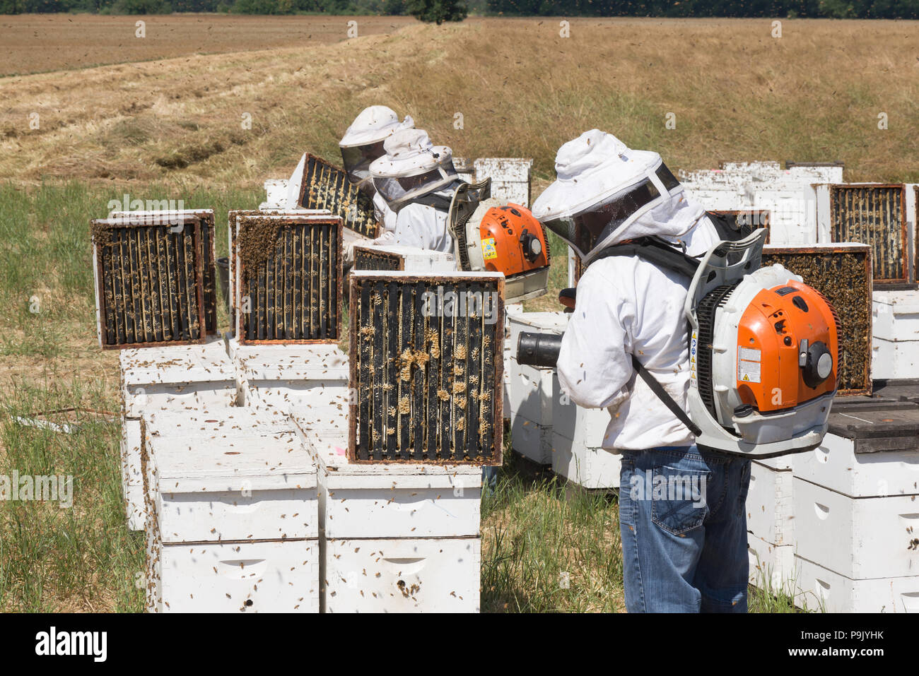 Commercial beekeepers collect their hives and honey frames after crop