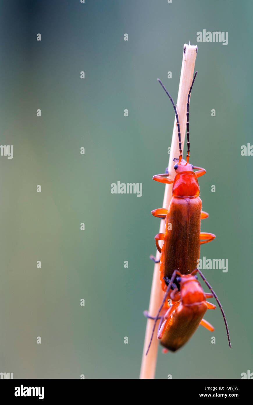 Common red soldier beetle Stock Photo Alamy