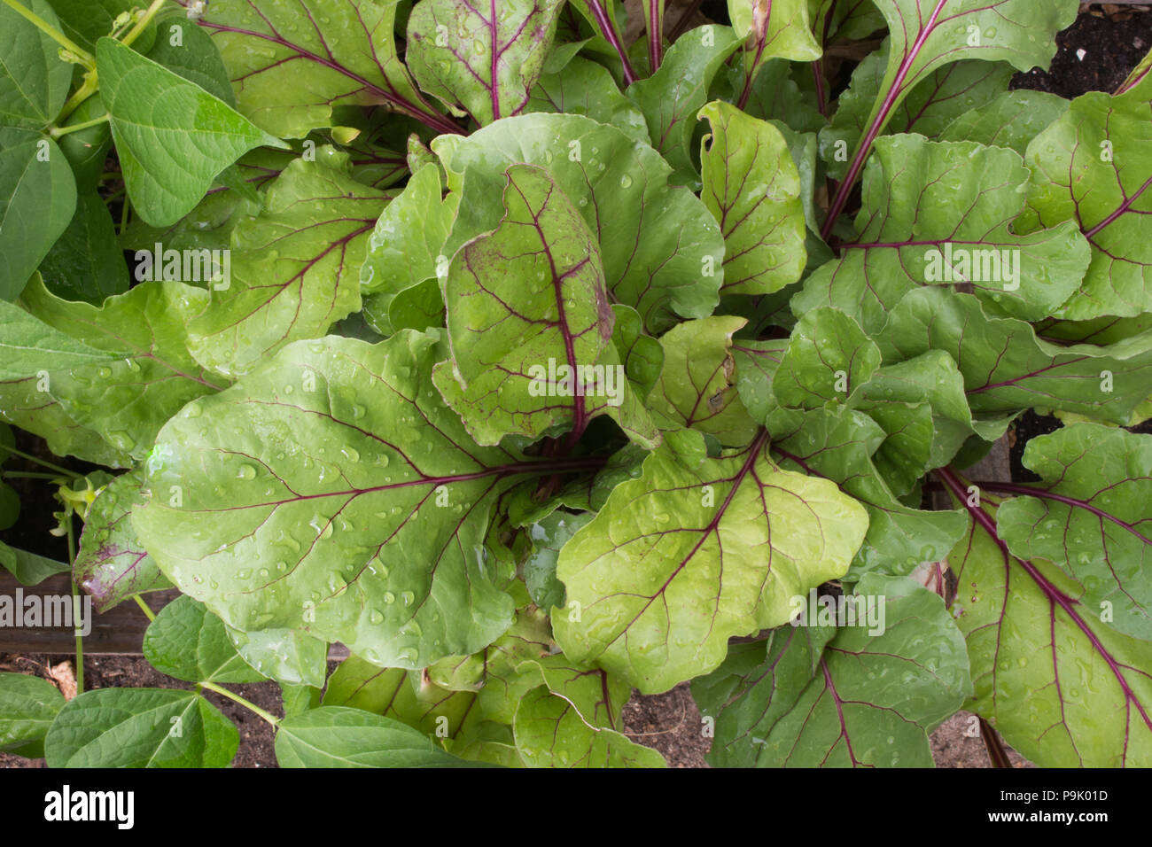 Vibrant early wonder beets dappled with droplets of water growing organically in a raised bed