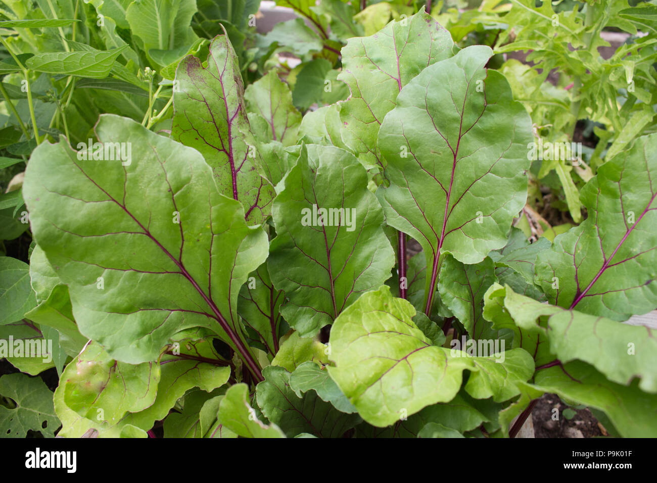 Early wonder beets growing in a raised bed garden Stock Photo Alamy
