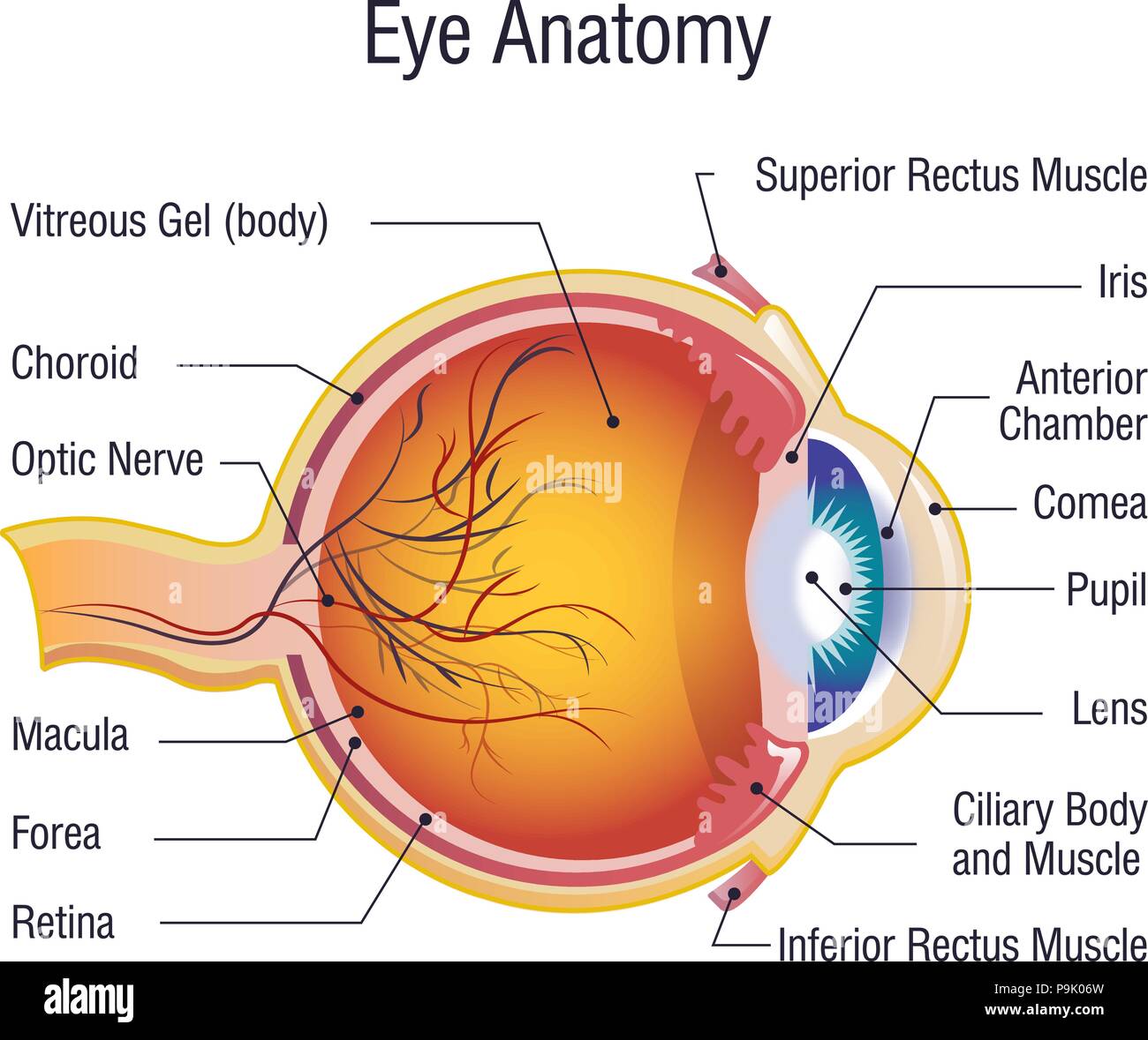 Eye anatomy info concept background, cartoon style Stock Vector Image & Art  - Alamy