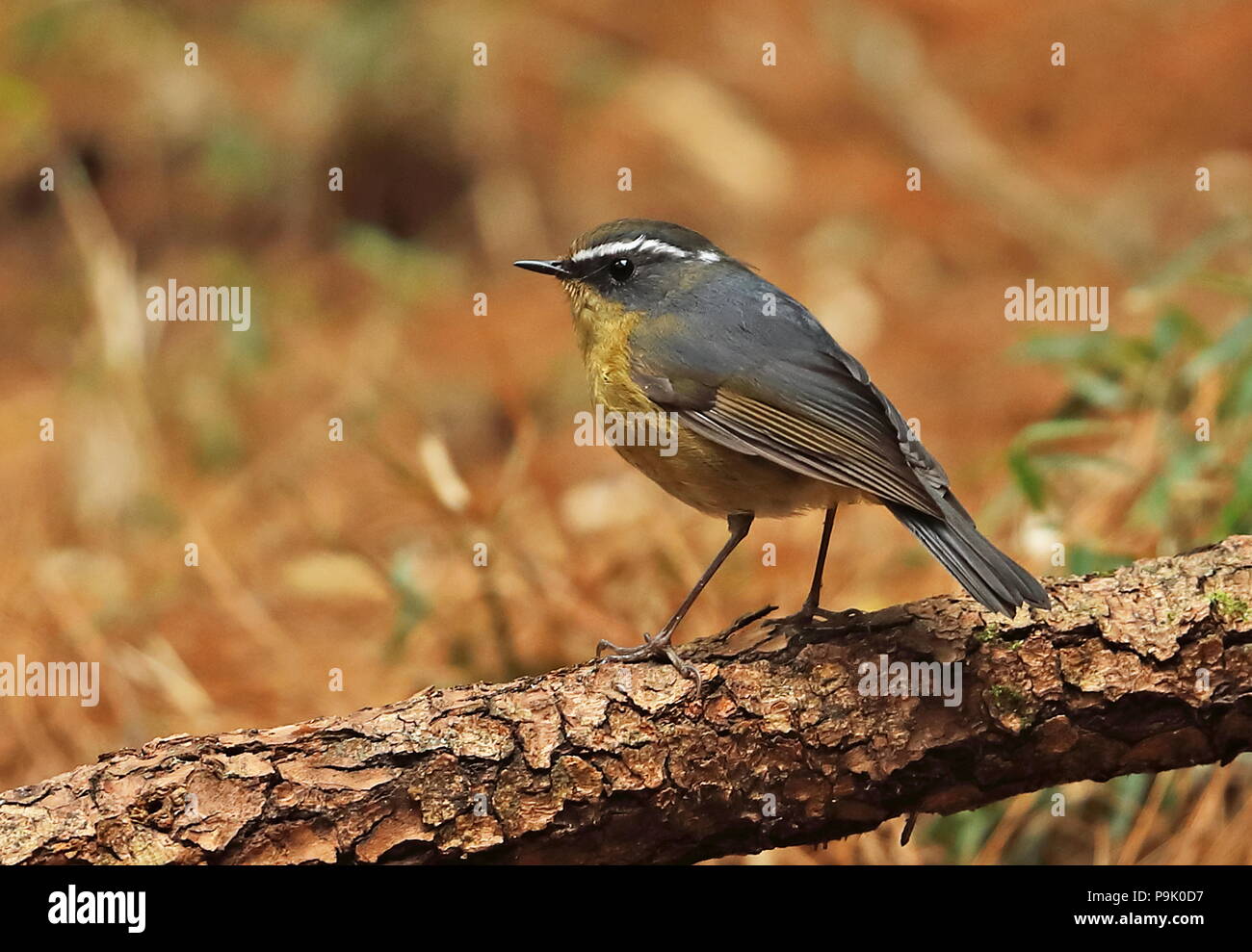 White browed bush robin hires stock photography and images Alamy
