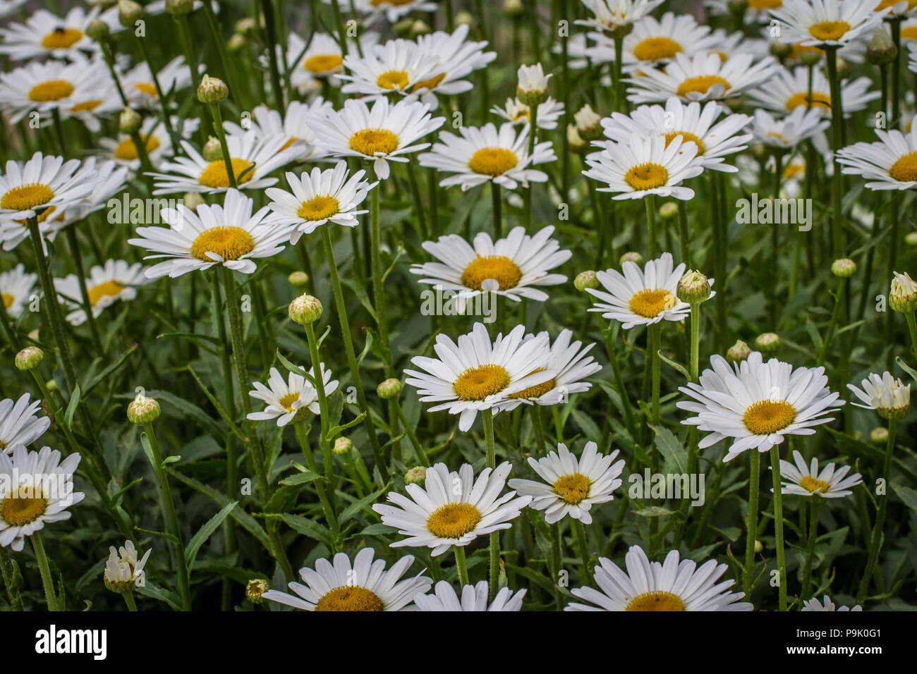 Marguerites [Leucanthemum vulgare] Stock Photo