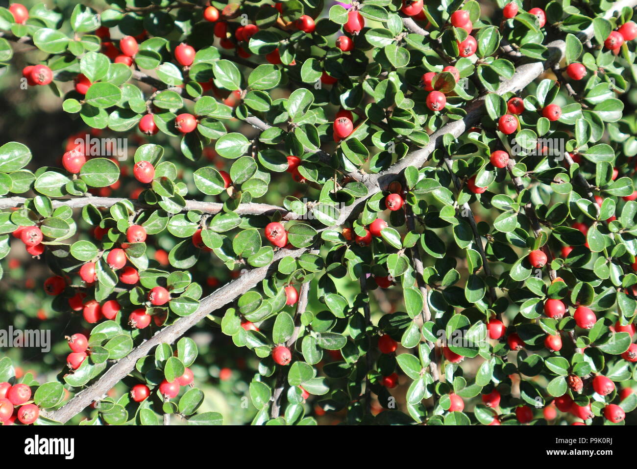 Cotoneaster horizontalis red berries on a sunny day. Stock Photo