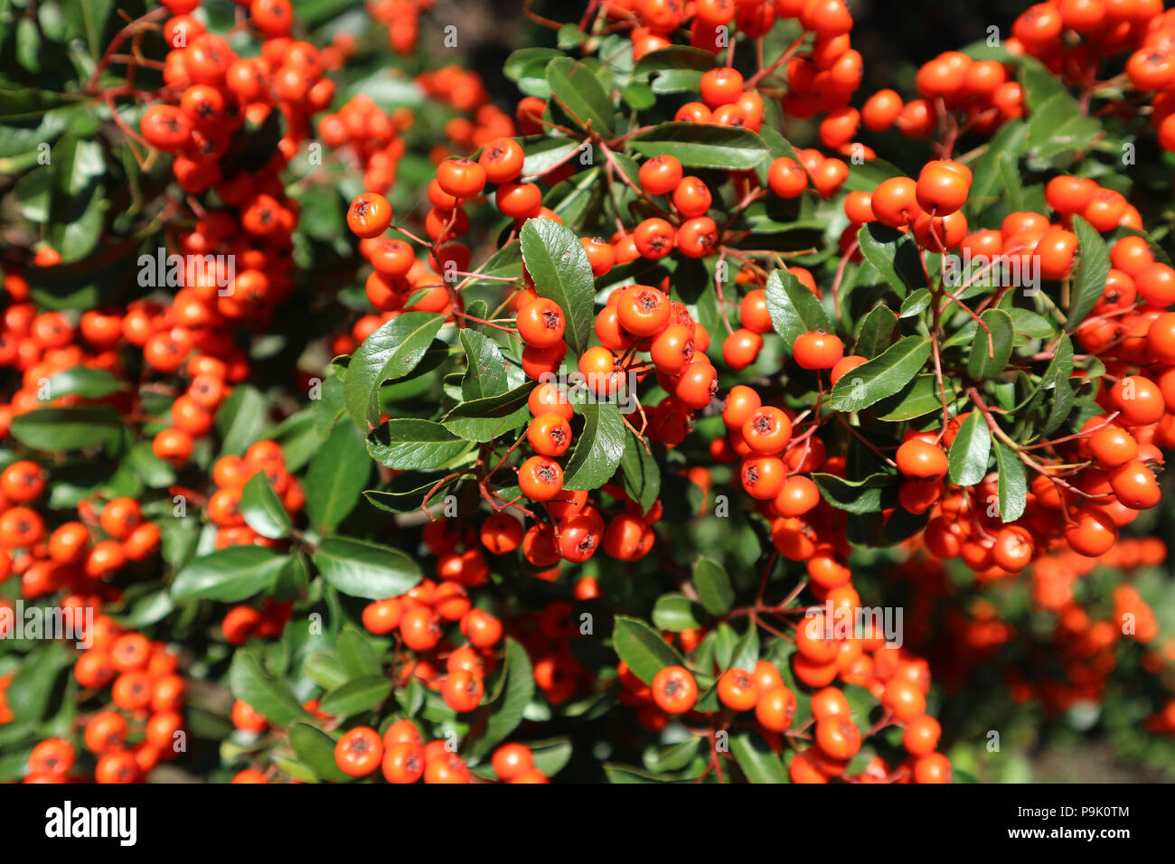Formosa firethorn 'Lowboy' showy reddishorange berries Stock Photo Alamy