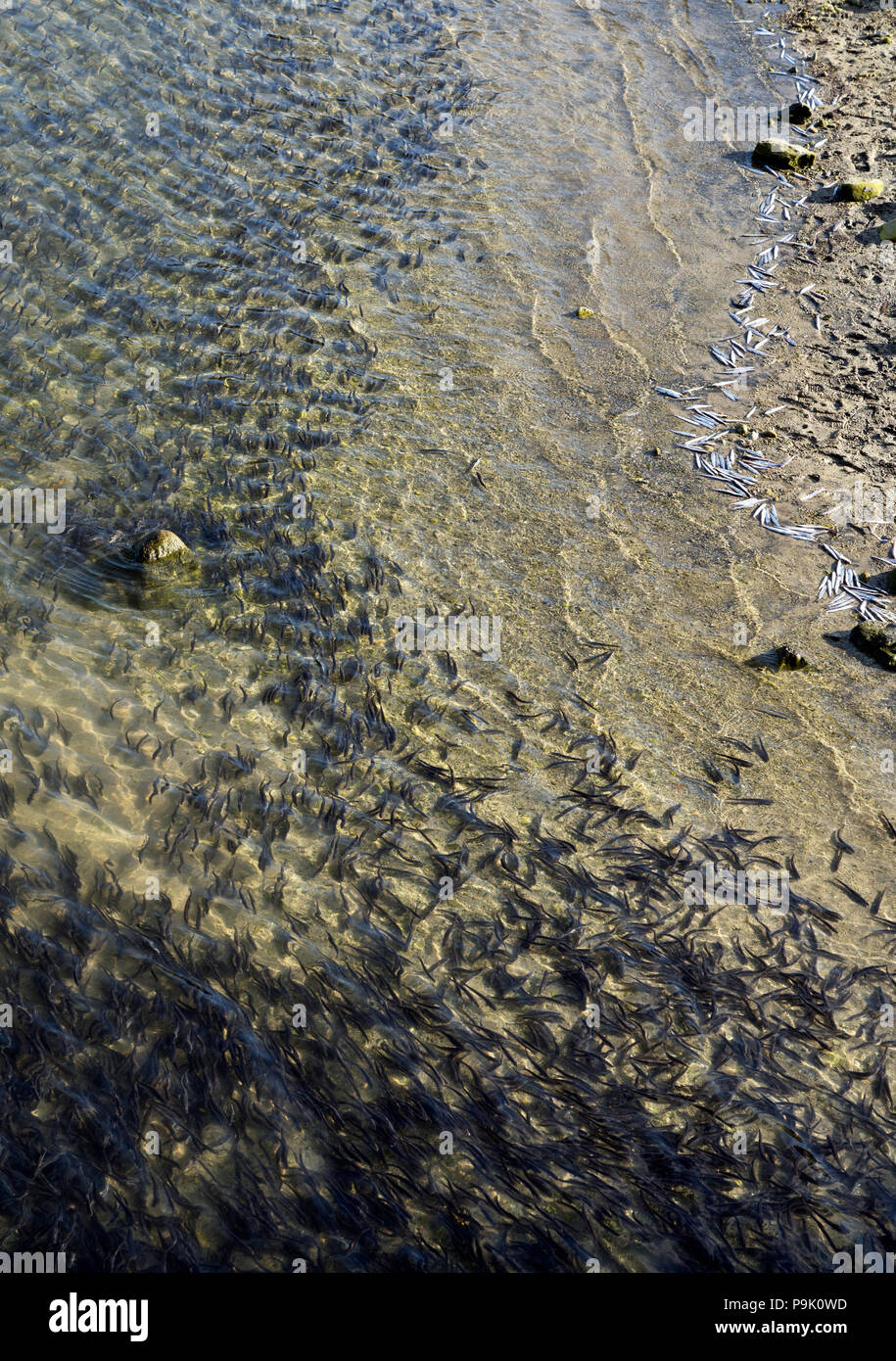 Spring run of Hooligan (Eulachon, smelt) in the Chilkoot River near Haines Alaska. Stock Photo