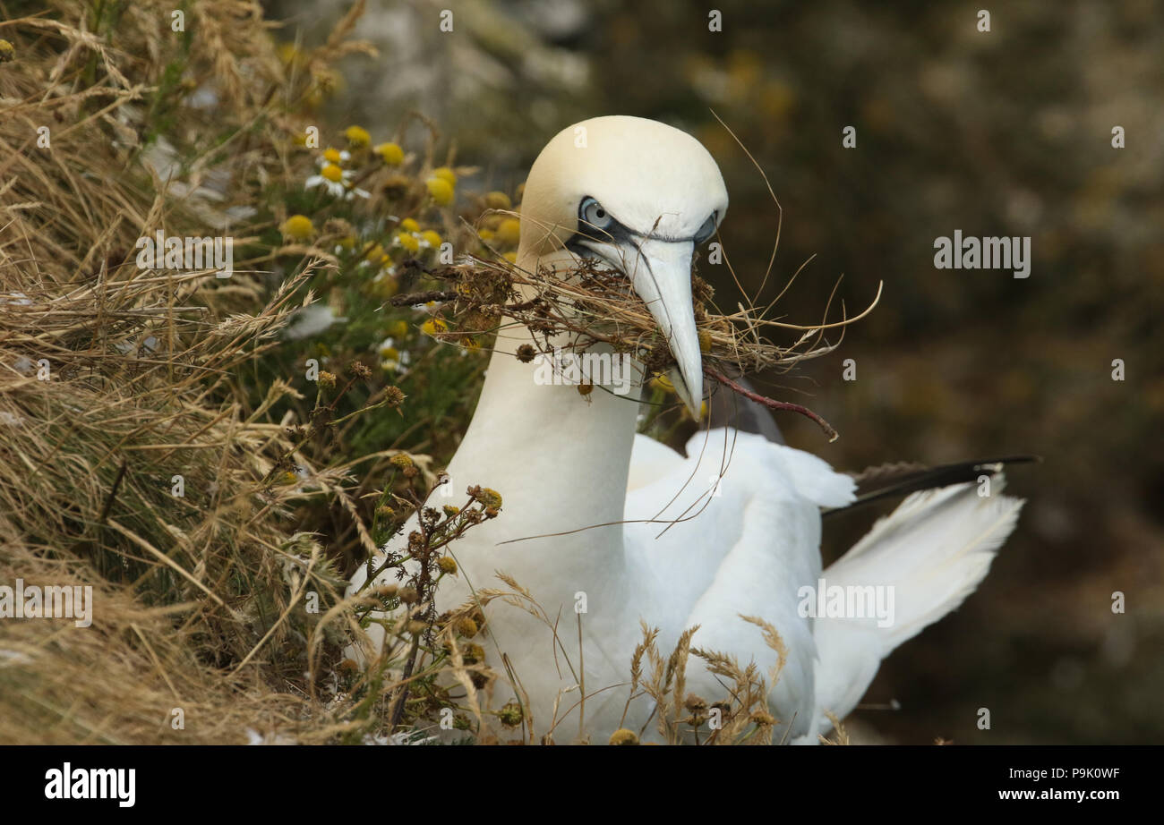 Gannet flowers hi-res stock photography and images - Alamy