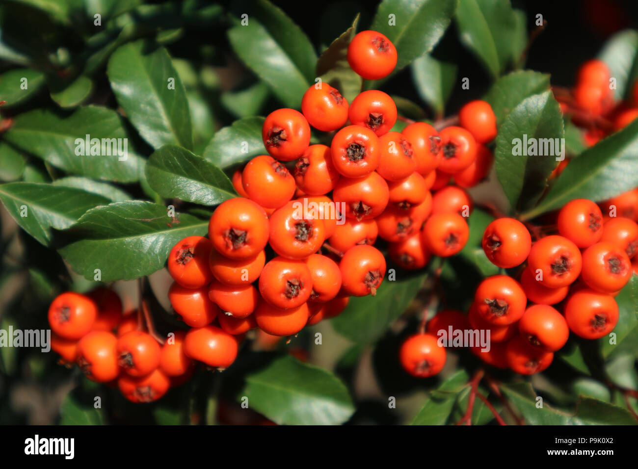 Lowboy hires stock photography and images Alamy