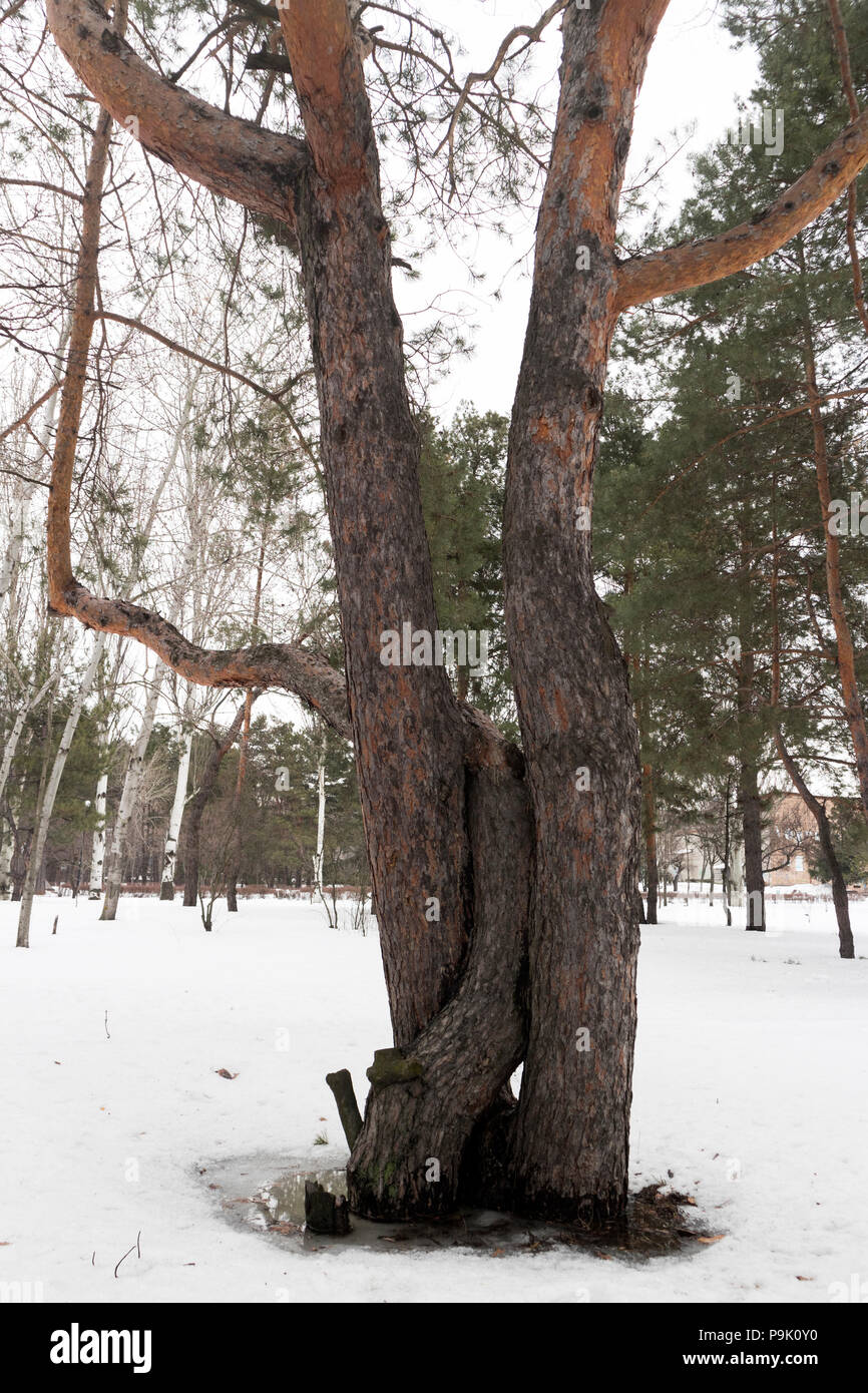 Three snowy pine trees hi-res stock photography and images - Alamy