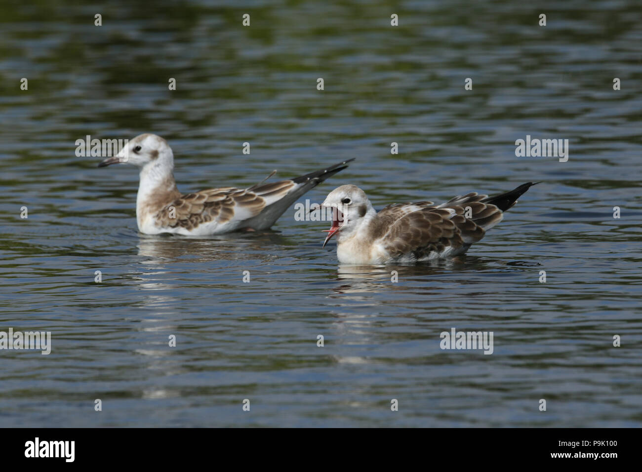 Two cute young Black-headed Gull (Chroicocephalus ridibundus) swimming in a lake in the UK. One of the birds has its beak open showing its tongue. Stock Photo